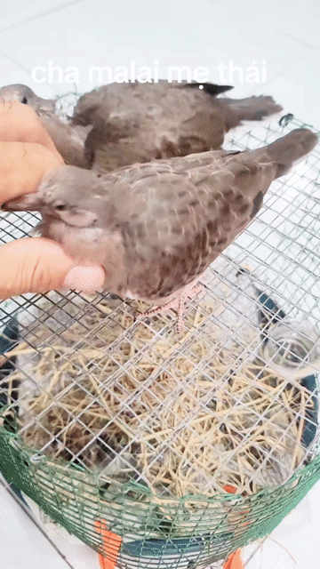 Chim Cu Malai cặp rất to con. Mua bán Chim tại Quận 7 Tp Hồ Chí Minh được đăng bởi binh hình 1