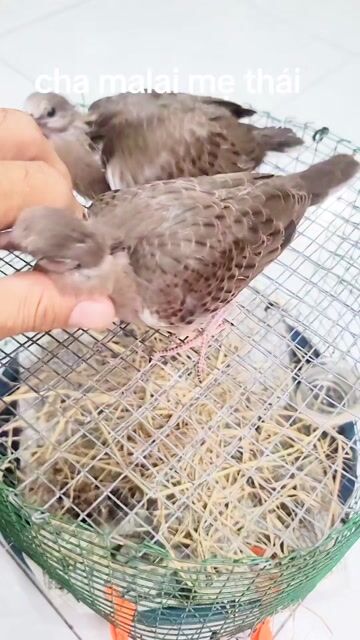 Chim Cu Malai cặp rất to con. Mua bán Chim tại Quận 7 Tp Hồ Chí Minh được đăng bởi binh hình 1
