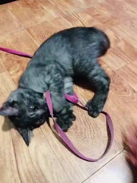 Mèo Anh lông ngắn Đen Cái. Mua bán Mèo tại Thành phố Thủ Đức Tp Hồ Chí Minh được đăng bởi Tu Nguyen hình 1