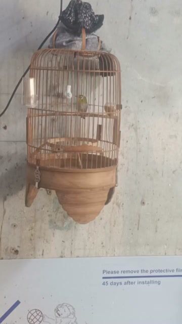 khuyên xanh 1 mùa. Mua bán Chim tại Quận 5 Tp Hồ Chí Minh được đăng bởi chim cảnh  hình 1