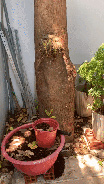 Cây cảnh Lộc vừng. Mua bán Cây cảnh, đồ trang trí tại Thành phố Thủ Đức Tp Hồ Chí Minh được đăng bởi MỸ CHI hình 1