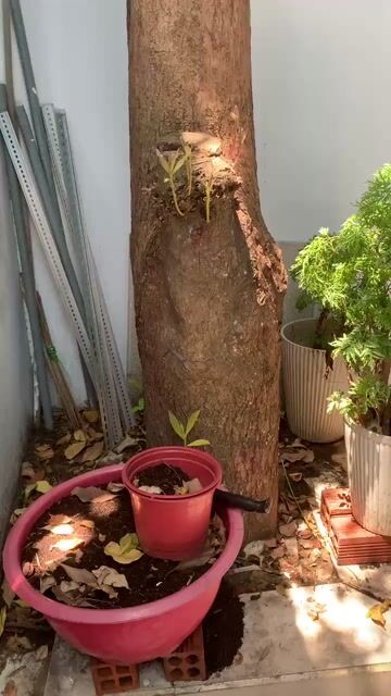 Cây cảnh Lộc vừng. Mua bán Cây cảnh, đồ trang trí tại Thành phố Thủ Đức Tp Hồ Chí Minh được đăng bởi MỸ CHI hình 1