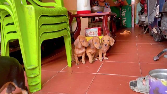 Lạp xưởng đực vàng bò. Mua bán Chó tại Quận Gò Vấp Tp Hồ Chí Minh được đăng bởi Biên Nguyên hình 1