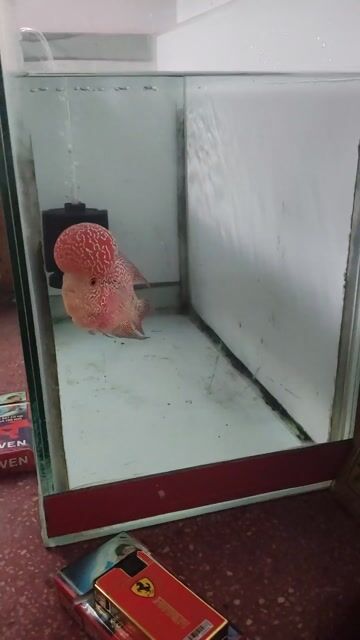 La hán kute. Mua bán Thú cưng khác tại Quận Tân Bình Tp Hồ Chí Minh được đăng bởi Phoenix hình 1