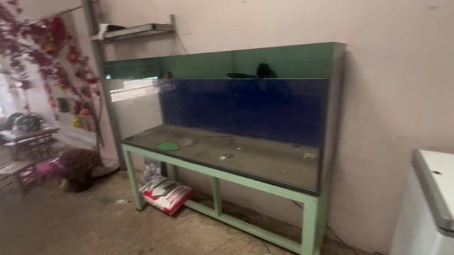 Bể cá cảnh Kính Trong suốt. Mua bán Phụ kiện, Thức ăn, Dịch vụ tại Huyện Tân Biên Tây Ninh được đăng bởi Tú Quyền hình 1
