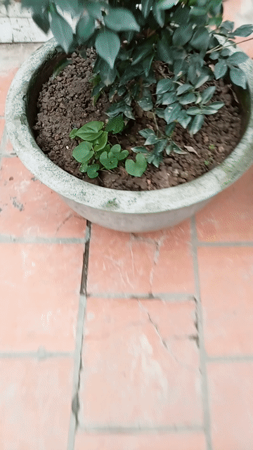 Cây Nguyệt quế đang hoa ,3 chậu cây phong thủy. Mua bán Cây cảnh, đồ trang trí tại Quận Cầu Giấy Hà Nội được đăng bởi Dương xuân Trường hình 1