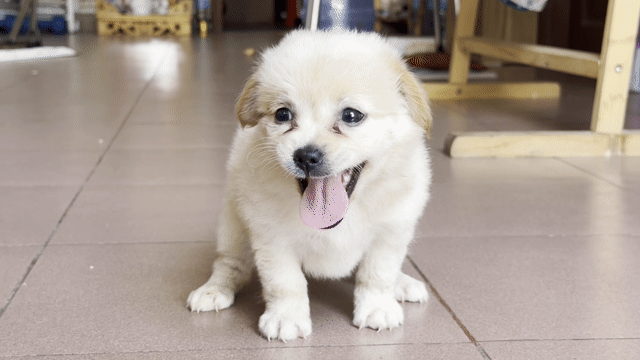 Chó nhật lai mini trắng kem. Mua bán Chó tại Quận 8 Tp Hồ Chí Minh được đăng bởi Phan hung tam hình 1
