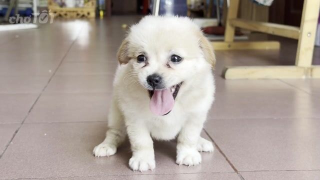 Chó nhật lai mini trắng kem. Mua bán Chó tại Quận 8 Tp Hồ Chí Minh được đăng bởi Phan hung tam hình 1
