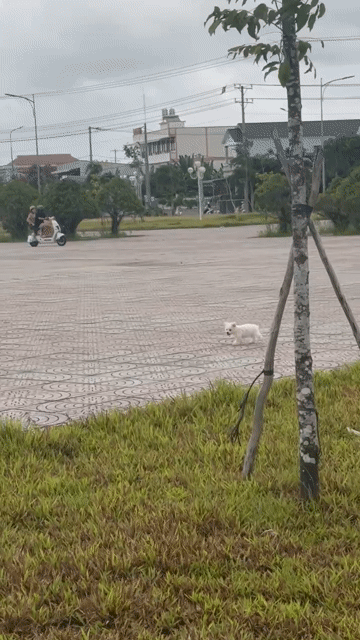 Chó Poodle Trắng 3 tháng Cả hai. Mua bán Chó tại Quận Ninh Kiều Cần Thơ được đăng bởi Huỳnh Anh hình 1