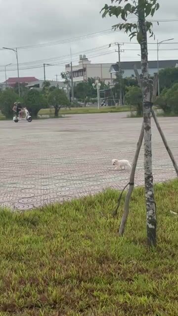 Chó Poodle Trắng 3 tháng Cả hai. Mua bán Chó tại Quận Ninh Kiều Cần Thơ được đăng bởi Huỳnh Anh hình 1