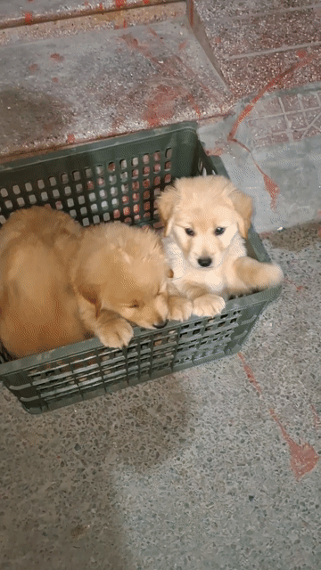 Chó Golden Retriever đã tiêm phòng. Mua bán Chó tại Quận Đống Đa Hà Nội được đăng bởi Tùng Lâm corgi hình 1