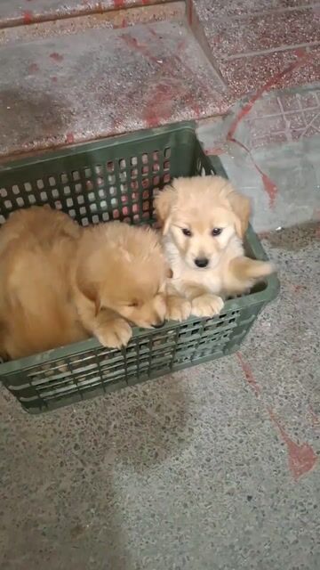 Chó Golden Retriever đã tiêm phòng. Mua bán Chó tại Quận Đống Đa Hà Nội được đăng bởi Tùng Lâm corgi hình 1