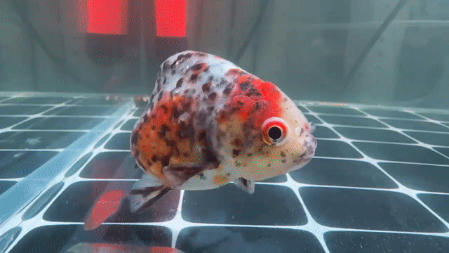Cá cảnh Oranda Calico 3 ngón. Mua bán Thú cưng khác tại Quận 6 Tp Hồ Chí Minh được đăng bởi Bùi Thanh Tuấn hình 1