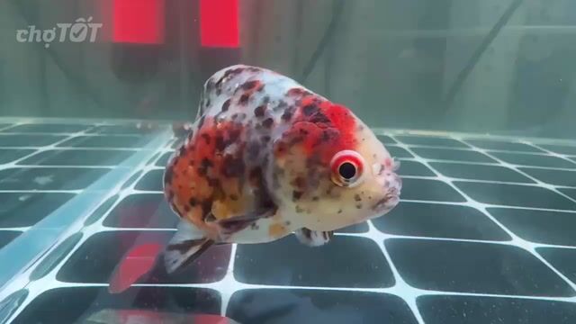 Cá cảnh Oranda Calico 3 ngón. Mua bán Thú cưng khác tại Quận 6 Tp Hồ Chí Minh được đăng bởi Bùi Thanh Tuấn hình 1