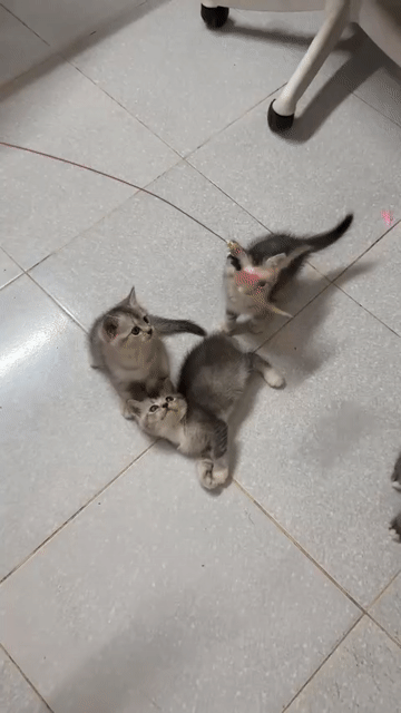 Mèo Anh Chân Lùn Bình Dương. Mua bán Mèo tại Thành phố Thủ Dầu Một Bình Dương được đăng bởi Tiệm Mèo Nhà Mon hình 1