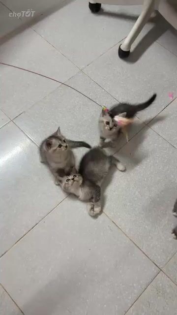 Mèo Anh Chân Lùn Bình Dương. Mua bán Mèo tại Thành phố Thủ Dầu Một Bình Dương được đăng bởi Tiệm Mèo Nhà Mon hình 1