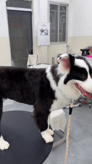 Border Collie đã qua huấn luyện cần bán. Mua bán Chó tại Quận 4 Tp Hồ Chí Minh được đăng bởi  Louis  hình 1
