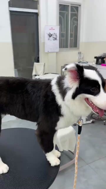 Border Collie đã qua huấn luyện cần bán. Mua bán Chó tại Quận 4 Tp Hồ Chí Minh được đăng bởi  Louis  hình 1