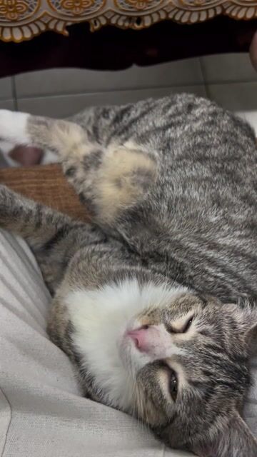 Mèo lai Anh đa sắc. Mua bán Mèo tại Quận Gò Vấp Tp Hồ Chí Minh được đăng bởi tu hình 1