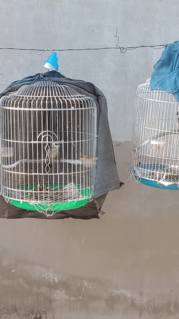 Chim Trao trảo mặt trắng 2 tháng. Mua bán Chim tại Quận Bình Thuỷ Cần Thơ được đăng bởi alo hình 1