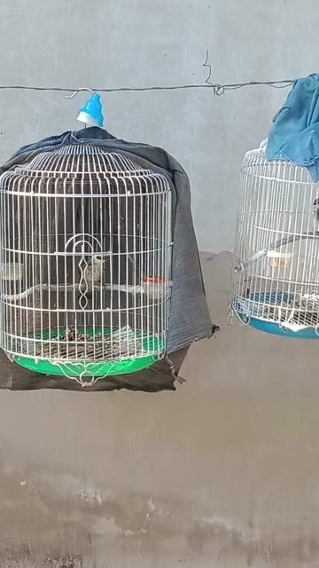 Chim Trao trảo mặt trắng 2 tháng. Mua bán Chim tại Quận Bình Thuỷ Cần Thơ được đăng bởi alo hình 1