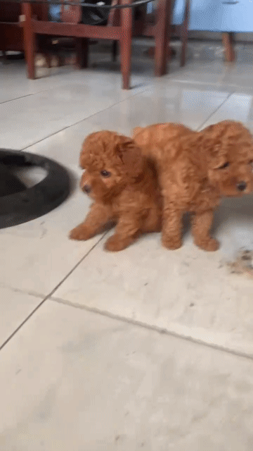 còn Poodle 1 đực 1 cái đã tiêm mũi 1. Mua bán Chó tại Huyện Củ Chi Tp Hồ Chí Minh được đăng bởi phong  hình 1