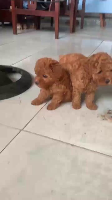 còn Poodle 1 đực 1 cái đã tiêm mũi 1. Mua bán Chó tại Huyện Củ Chi Tp Hồ Chí Minh được đăng bởi phong  hình 1