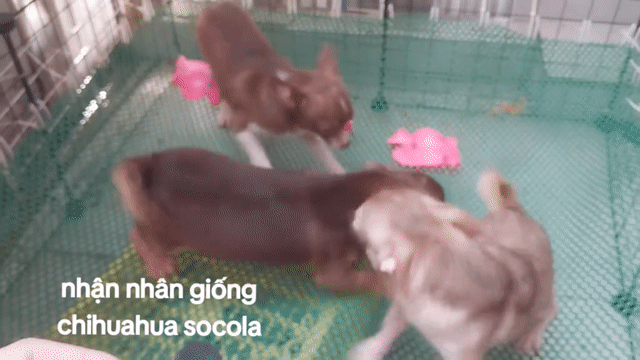 phối giống Chihuahua Đực. Mua bán Chó tại Quận 8 Tp Hồ Chí Minh được đăng bởi Chihuahua nhà ZoZo hình 1