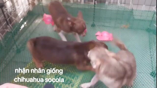 phối giống Chihuahua Đực. Mua bán Chó tại Quận 8 Tp Hồ Chí Minh được đăng bởi Chihuahua nhà ZoZo hình 1