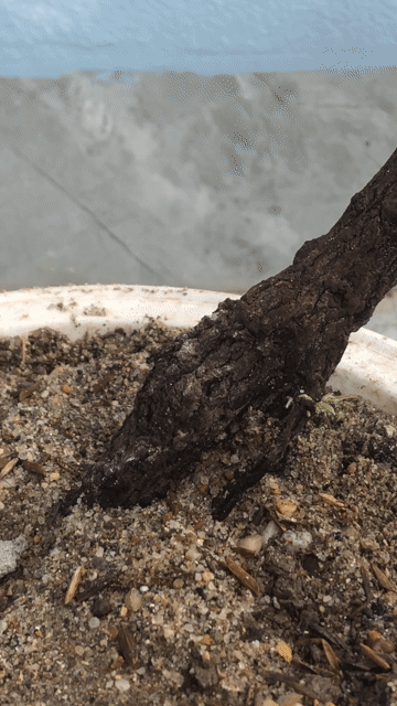 Cây cảnh Rễ muội hồng trang trí bàn làm việc. Mua bán Cây cảnh, đồ trang trí tại Huyện Nông Cống Thanh Hóa được đăng bởi Lich dovan hình 1