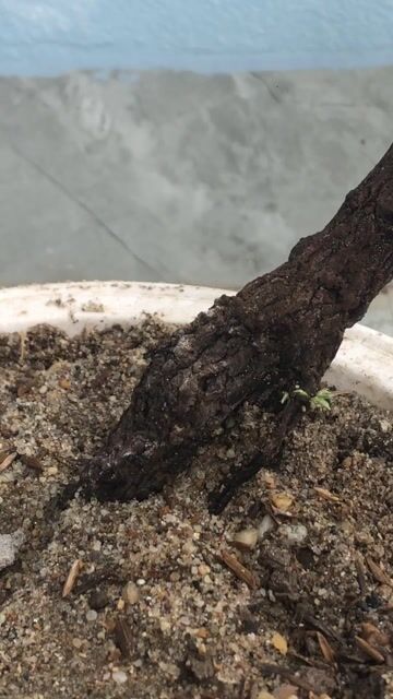 Cây cảnh Rễ muội hồng trang trí bàn làm việc. Mua bán Cây cảnh, đồ trang trí tại Huyện Nông Cống Thanh Hóa được đăng bởi Lich dovan hình 1