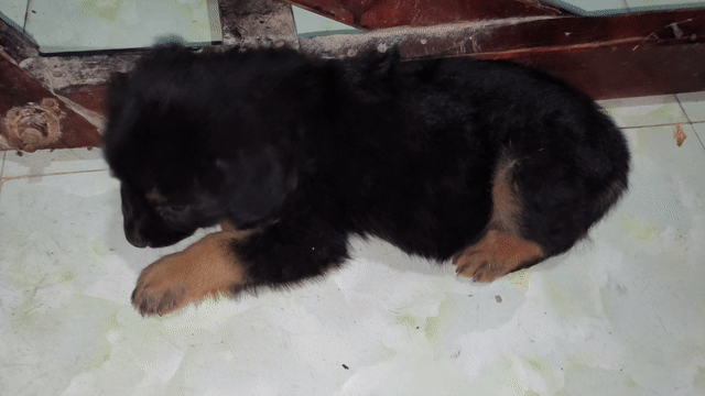 Chó Golden lai Becgie cái lớn con 1 tháng tuỗi. Mua bán Chó tại Quận Cái Răng Cần Thơ được đăng bởi Dương Lộc hình 1
