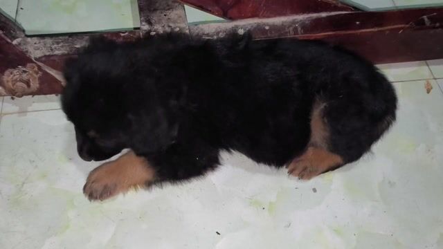 Chó Golden lai Becgie cái lớn con 1 tháng tuỗi. Mua bán Chó tại Quận Cái Răng Cần Thơ được đăng bởi Dương Lộc hình 1
