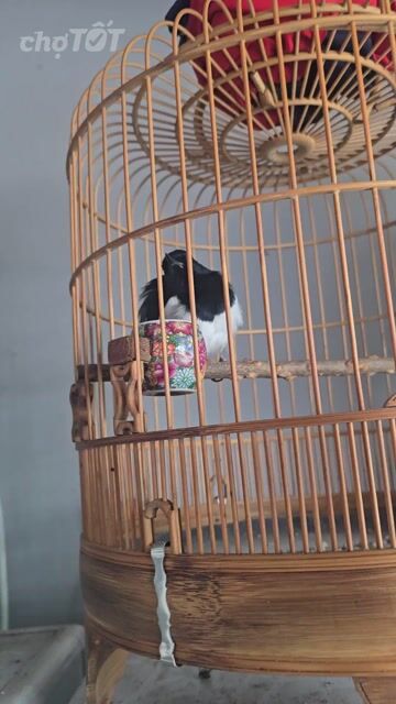 than khiển. Mua bán Chim tại Quận Bình Thạnh Tp Hồ Chí Minh được đăng bởi Thông hý hình 1