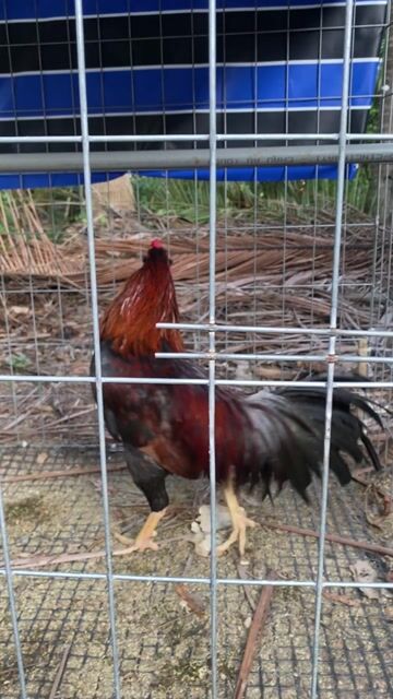 Gà trống Điều 3kg đang thay lông. Mua bán Gà tại Thành phố Bến Tre Bến Tre được đăng bởi Tân Tàn Nhẫn hình 1