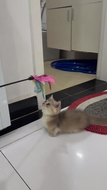 Mèo Munchkin Golden ~3 tháng - đực- đã tiêm. Mua bán Mèo tại Quận 8 Tp Hồ Chí Minh được đăng bởi Lazycat Room hình 1