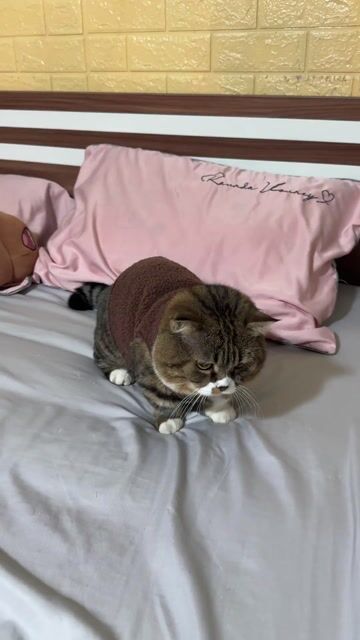 Nhận phối mèo bao đậu 649 Phạm văn đồng. Mua bán Mèo tại Quận Bắc Từ Liêm Hà Nội được đăng bởi Quỳnh Bee hình 1