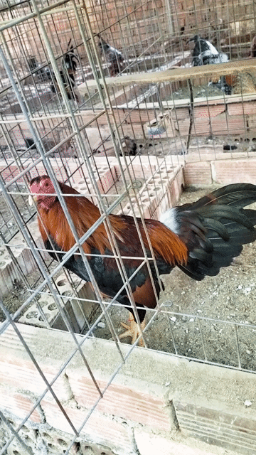 điều. Mua bán Gà tại Huyện Thống Nhất Đồng Nai được đăng bởi trí kiên  hình 1
