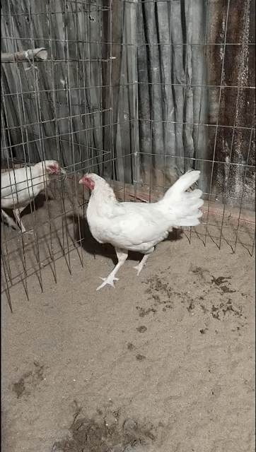 Gà bướm mái 2k4. Mua bán Gà tại Thành phố Châu Đốc An Giang được đăng bởi Huy Châu Đốc  hình 1