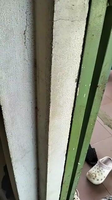 CẦN CHO MÈO CON VỀ NUÔI KHÔNG BÁN.. Mua bán Mèo tại Thành phố Vũng Tàu Bà Rịa - Vũng Tàu được đăng bởi NGUYỄN THỊ BAN hình 1