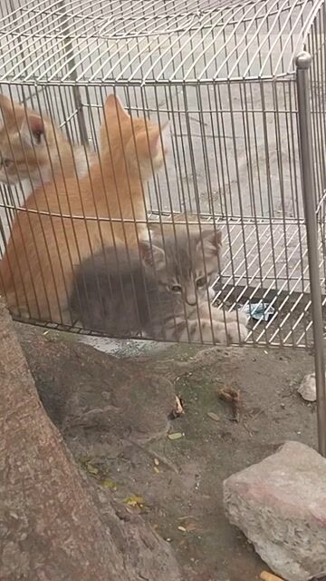 Mèo Đa sắc 2 tháng đã tiêm và tẩy giun. Mua bán Mèo tại Quận Hoàng Mai Hà Nội được đăng bởi CHU TRÀ MY hình 1