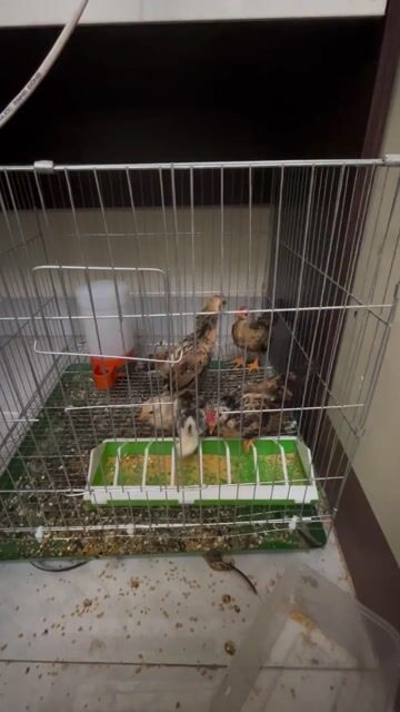 Gà tre bắc cộc. Mua bán Gà tại Huyện Ba Vì Hà Nội được đăng bởi sơn hình 1