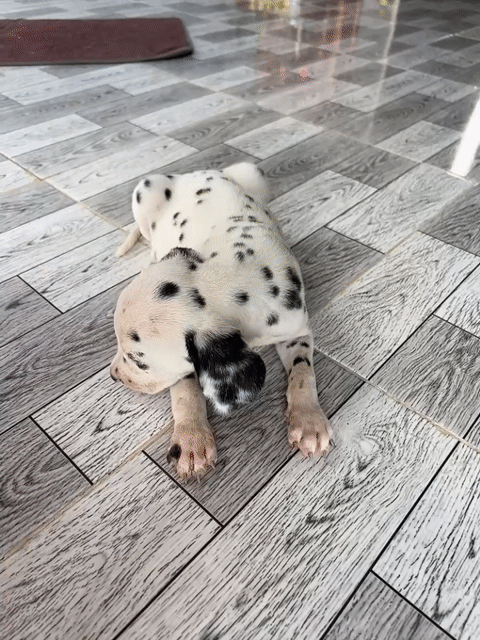 Chó Dalmatian 2 tháng. Mua bán Chó tại Huyện Thới Bình Cà Mau được đăng bởi Phan Nhanh hình 1