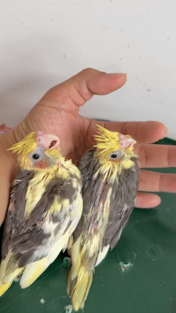 Chim Cockatiel non màu Cinamon. Mua bán Chim tại Quận Gò Vấp Tp Hồ Chí Minh được đăng bởi Chim Cảnh hình 1