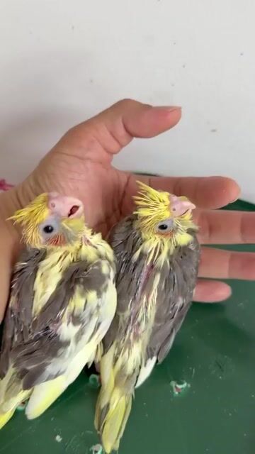 Chim Cockatiel non màu Cinamon. Mua bán Chim tại Quận Gò Vấp Tp Hồ Chí Minh được đăng bởi Chim Cảnh hình 1
