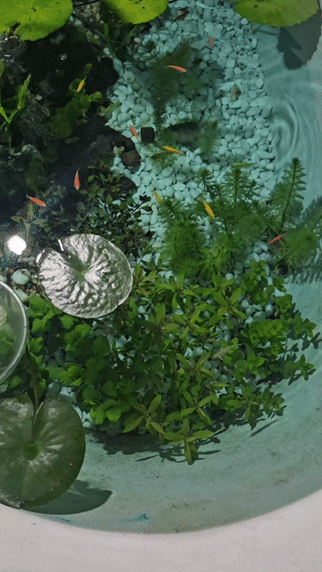 Bể cá cảnh Đa màu. Mua bán Phụ kiện, Thức ăn, Dịch vụ tại Quận Bắc Từ Liêm Hà Nội được đăng bởi Hcm hình 1