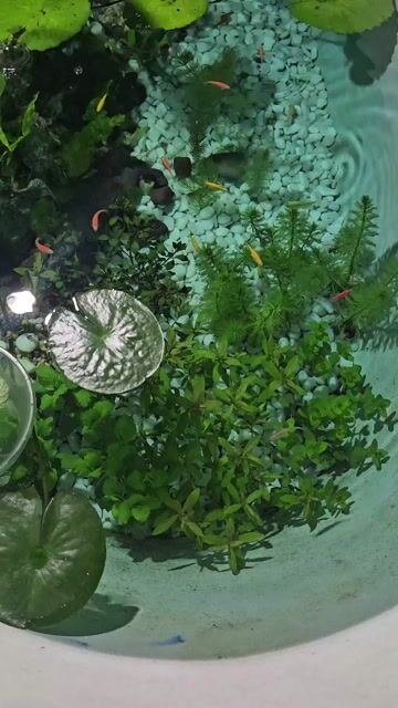 Bể cá cảnh Đa màu. Mua bán Phụ kiện, Thức ăn, Dịch vụ tại Quận Bắc Từ Liêm Hà Nội được đăng bởi Hcm hình 1