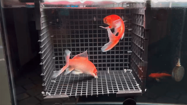 1 cặp phi tần đỏ size 15 màu đẹp. Mua bán Thú cưng khác tại Quận Tân Phú Tp Hồ Chí Minh được đăng bởi Bầu trời hình 1