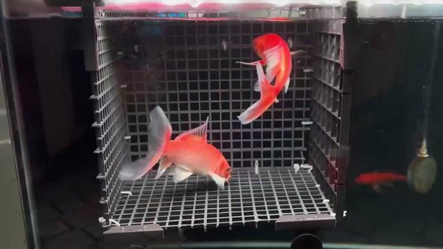 1 cặp phi tần đỏ size 15 màu đẹp. Mua bán Thú cưng khác tại Quận Tân Phú Tp Hồ Chí Minh được đăng bởi Bầu trời hình 1