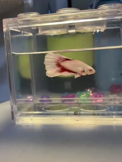 Cá Betta Trắng Đỏ Khỏe mạnh. Mua bán Thú cưng khác tại Huyện Cần Giuộc Long An được đăng bởi Phong hình 1